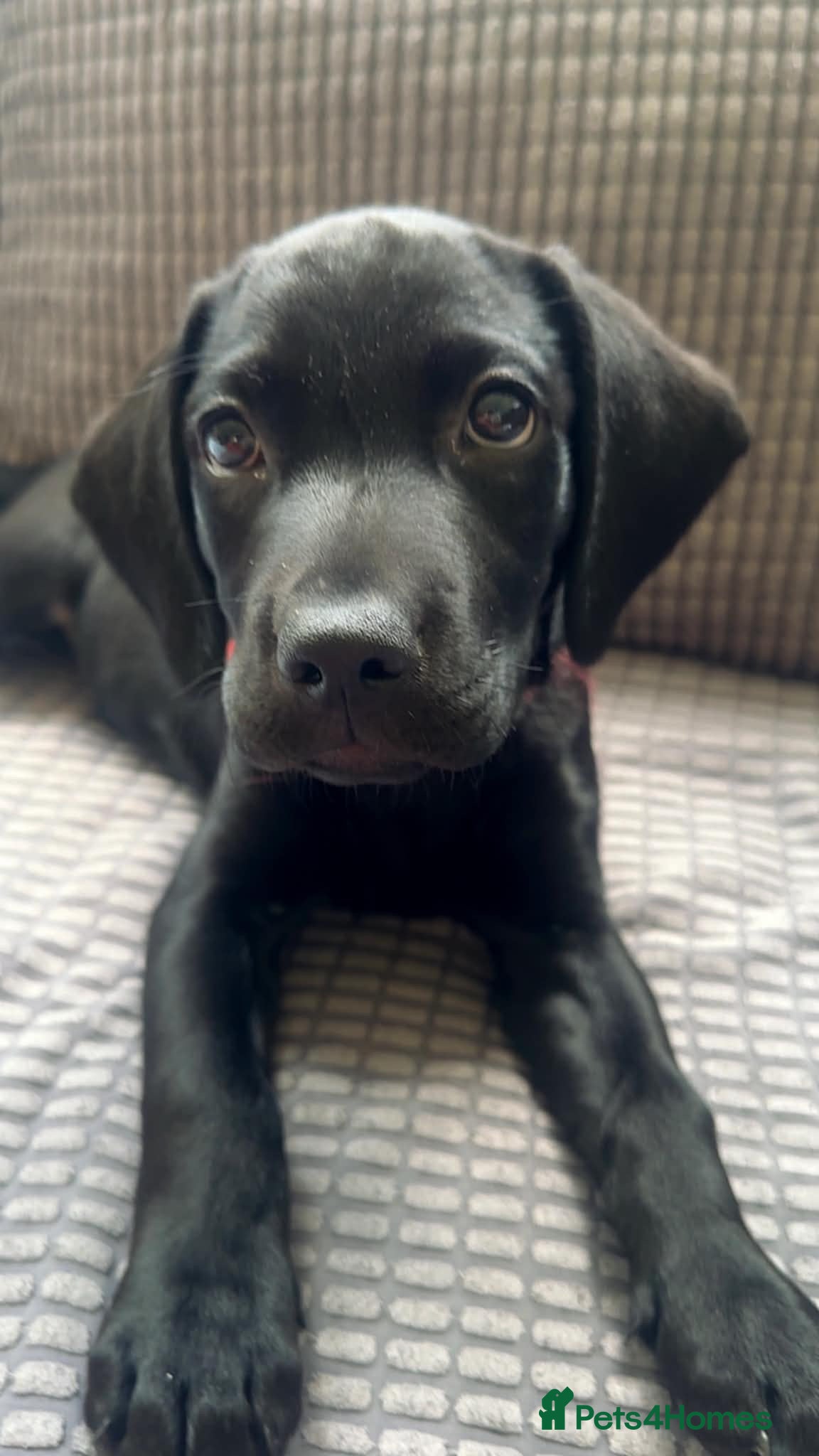Labrador Retriever dogs Black Male Labrador Puppy - Advert 7