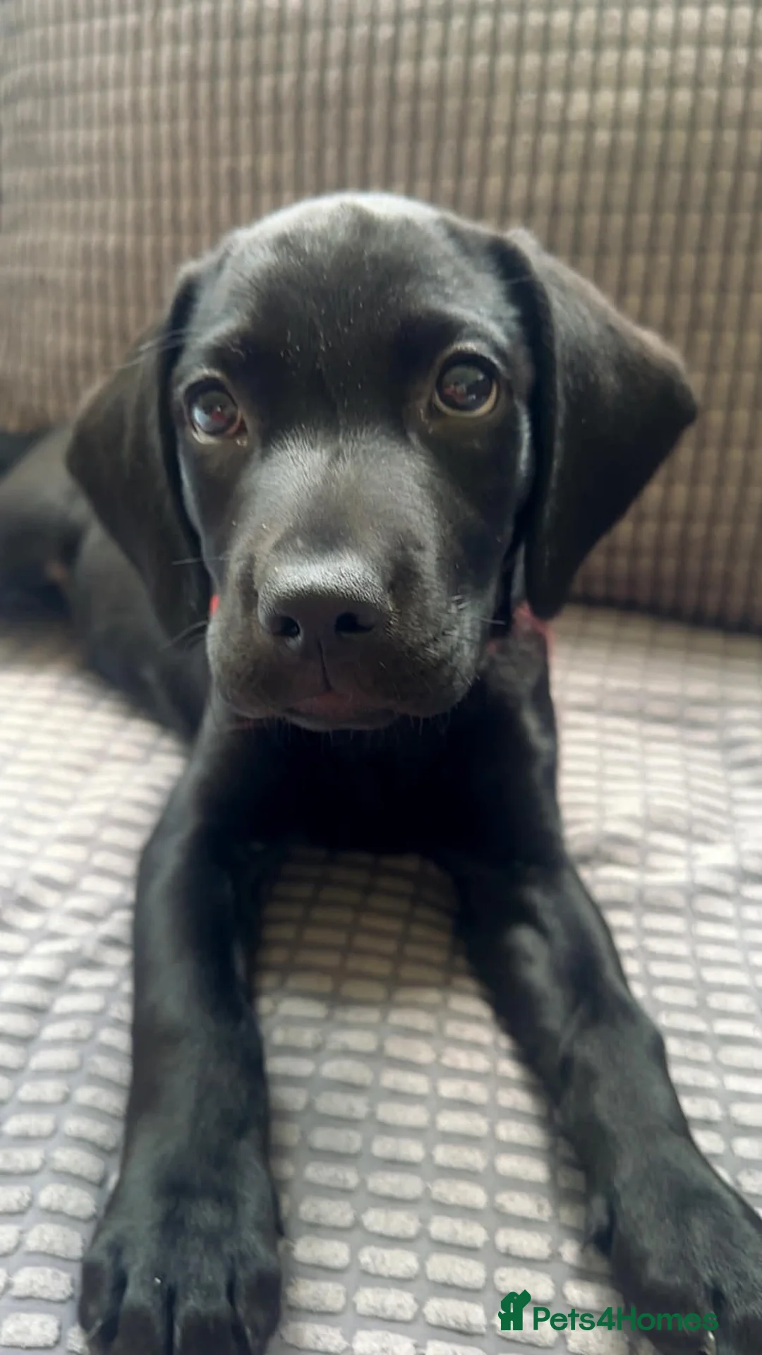 Labrador Retriever dogs for sale: Black Male Labrador Puppy in Swindon - Advert 1
