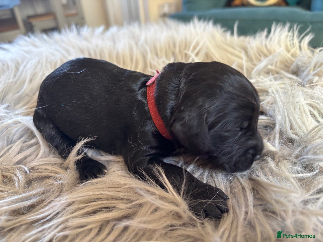 Goldendoodle dogs for sale: 12 Stunning Goldendoodles - Image 20