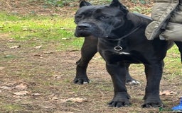 Cane Corso dogs for sale: Female cane corso  - Image 2