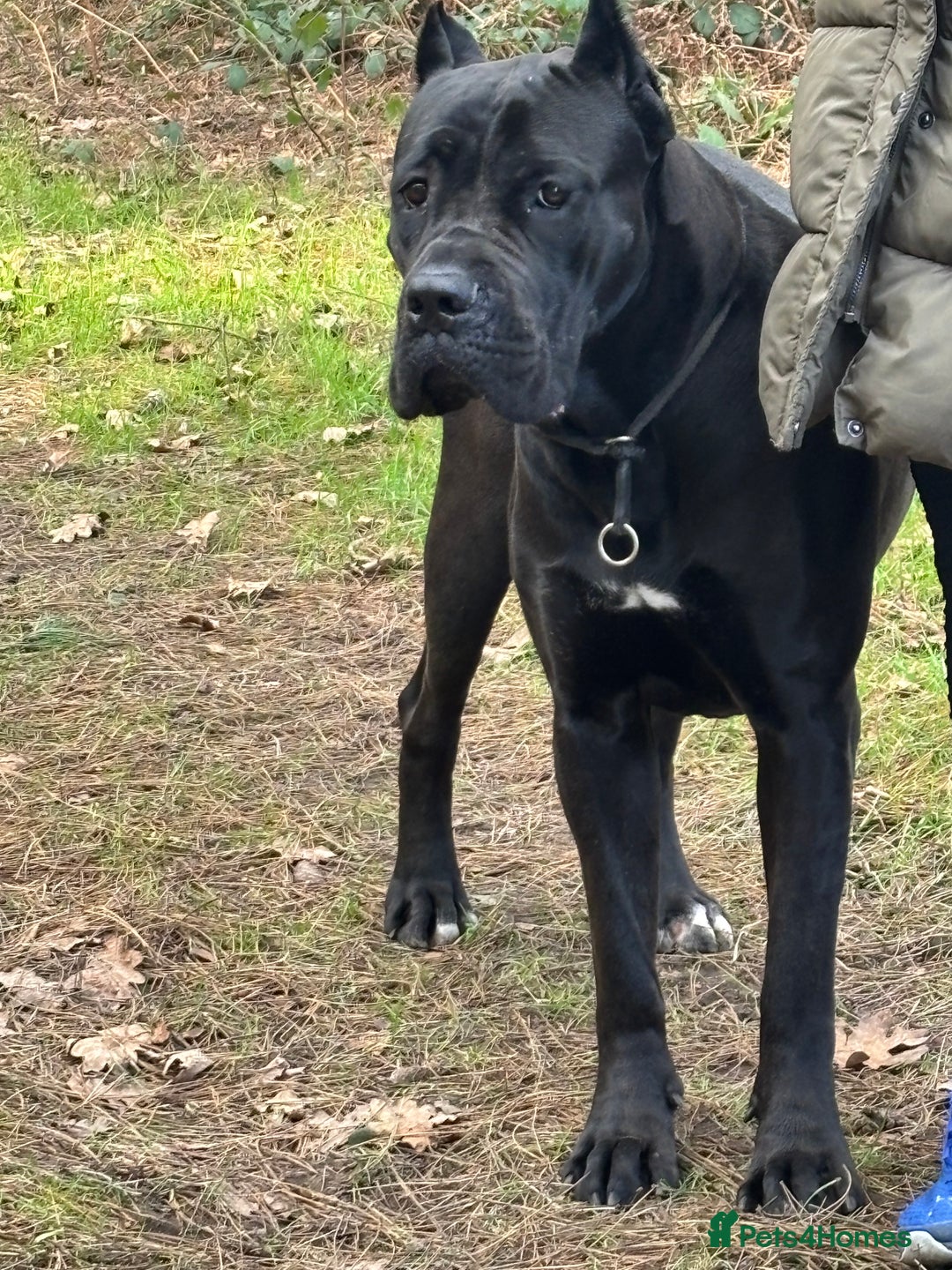 Cane Corso dogs for sale: Female cane corso  - Image 2