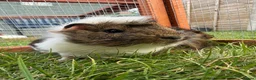 Guinea Pig rodents for sale: Baby Guinea pigs! - Advert 3