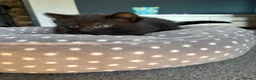 Mixed Breed cats for sale: 3 kittens for sale  - Advert 14