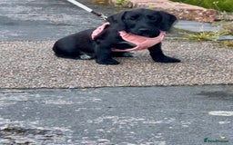 Mixed Breed dogs for sale: 1 Beautiful DoxiPoo girl left!  - Image 3