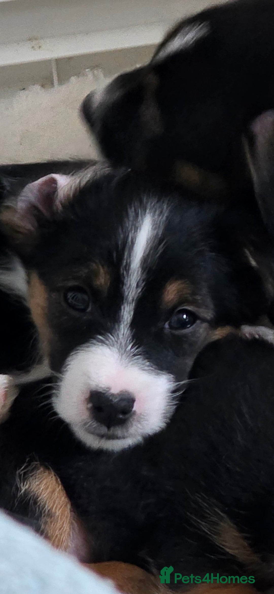 Jack Russell dogs for sale: Jack Russell puppies  - Image 7