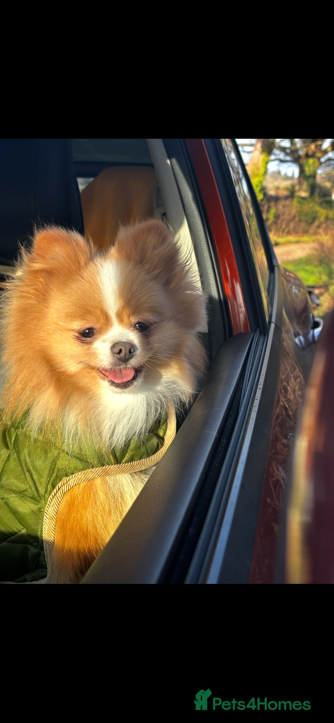 Pomeranian dogs for sale: KC Registered Pomeranian Girl - Advert 1