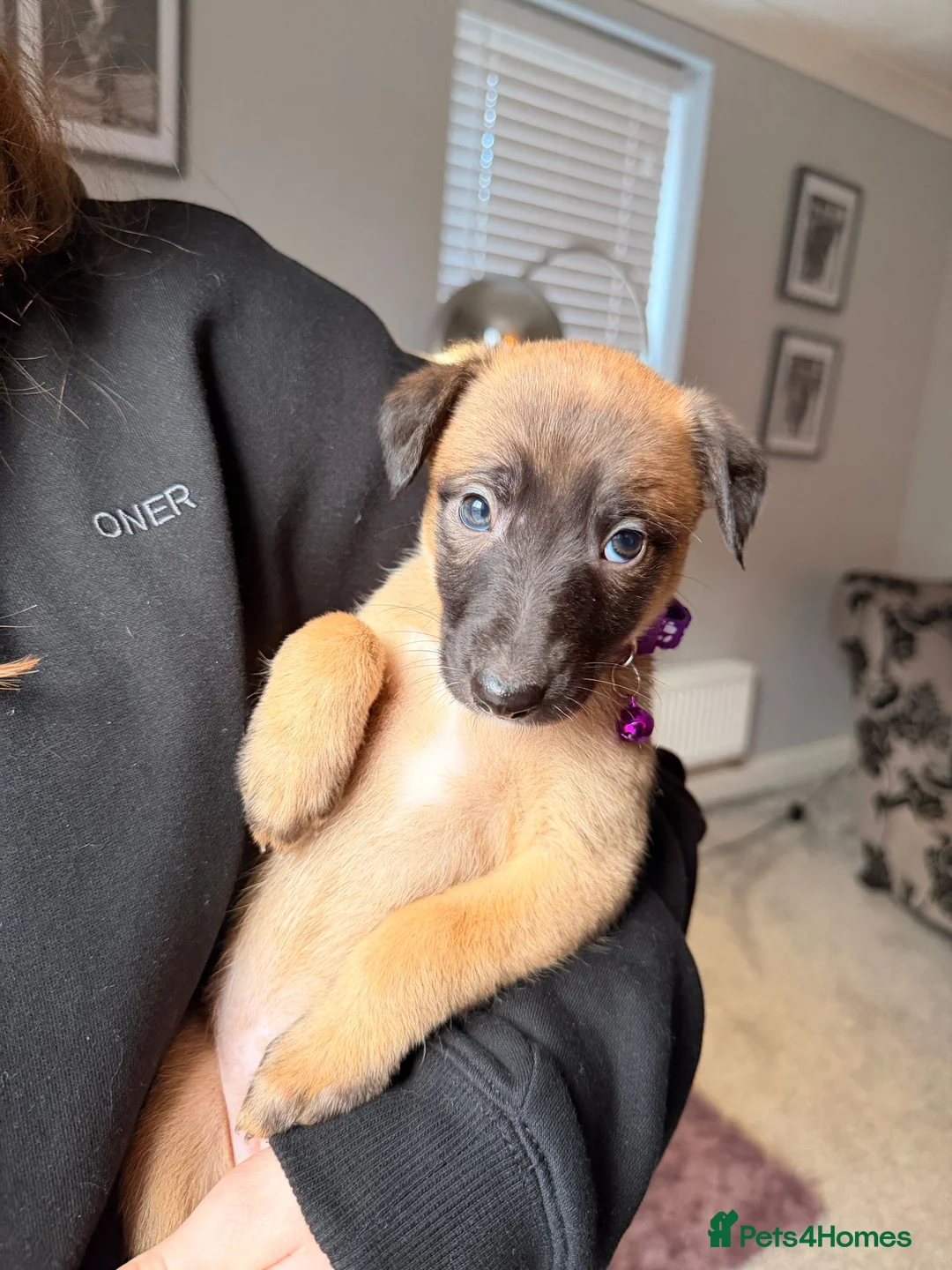 Mixed Breed dogs for sale: All Girls Greyhound/Whippet/Lurcher Cross Puppies! - Advert 1