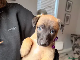 Mixed Breed dogs All Girls Greyhound/Whippet/Lurcher Cross Puppies! - Advert 3