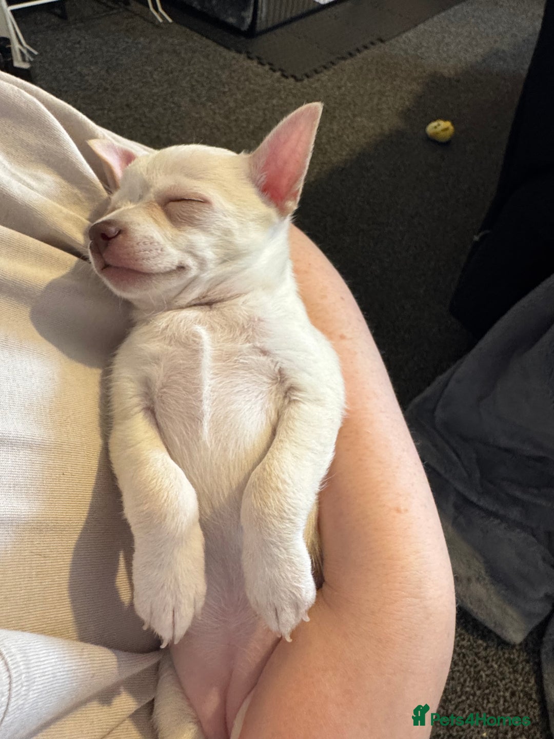 Chihuahua dogs for sale: Beautiful smooth coat chihuahua girl  - Image 4