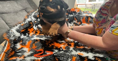 Rottweiler dogs - Advert 3