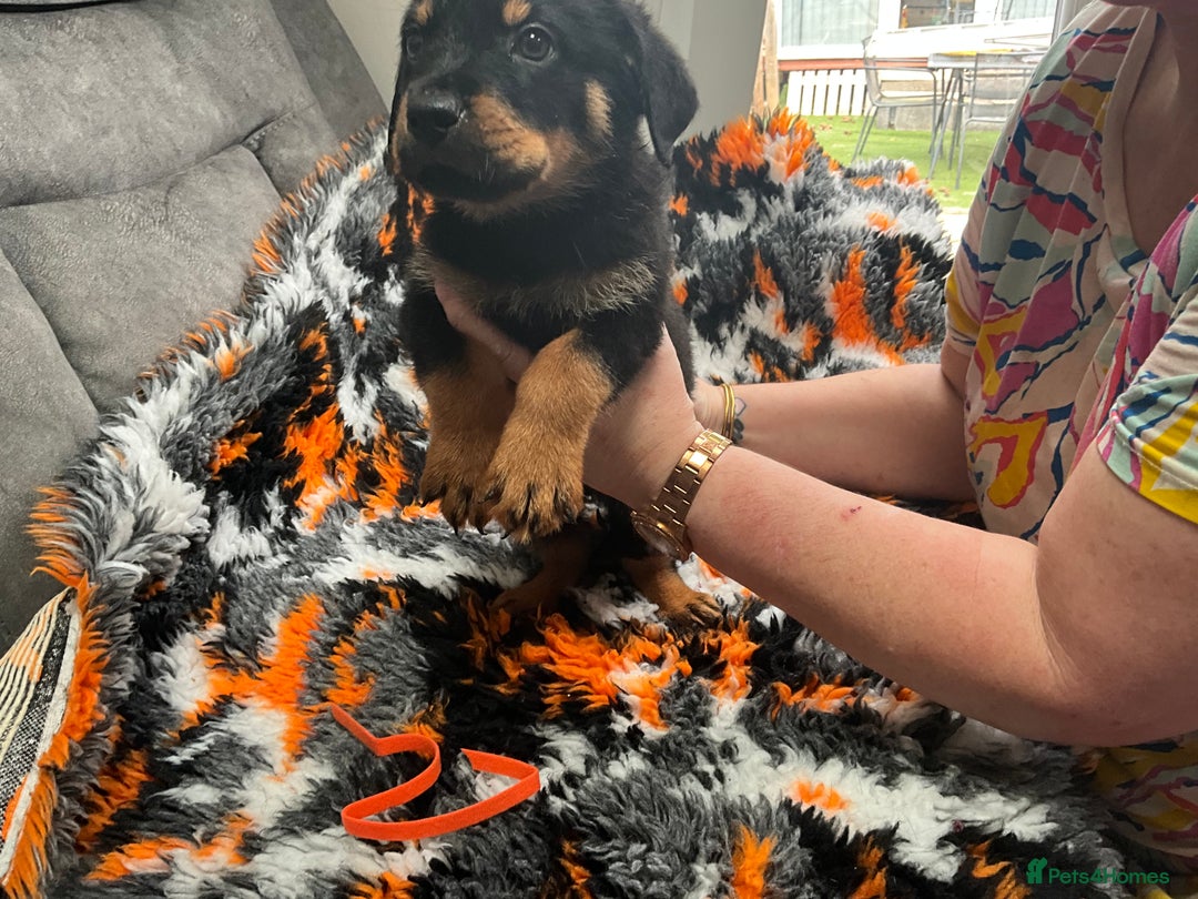 Rottweiler dogs for sale: ROTTWIELER PUPPIES - Image 2