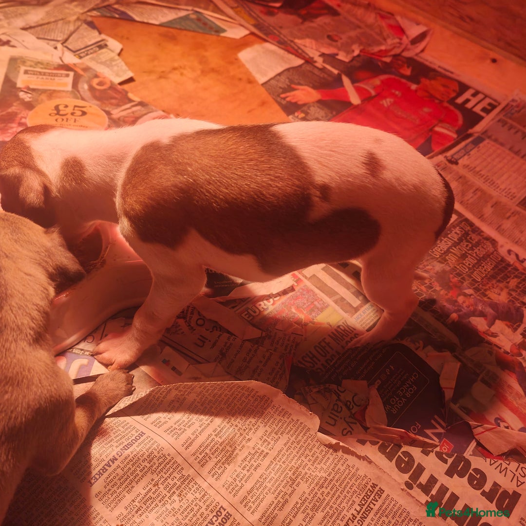 Whippet dogs for sale: Whippet pups  - Image 15