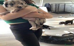 Border Collie dogs for sale: Border collie puppies  - Image 9