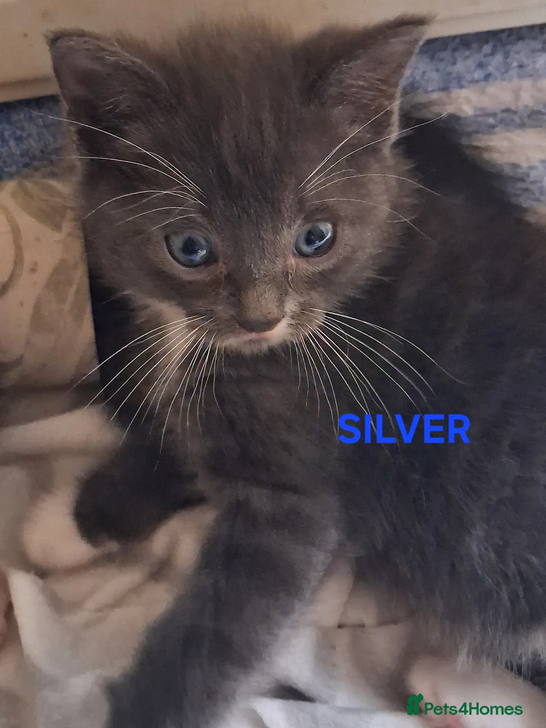 Ragdoll cats for sale: CUTE RARE BLUE RAGDOLL KITTENS  - Advert 2