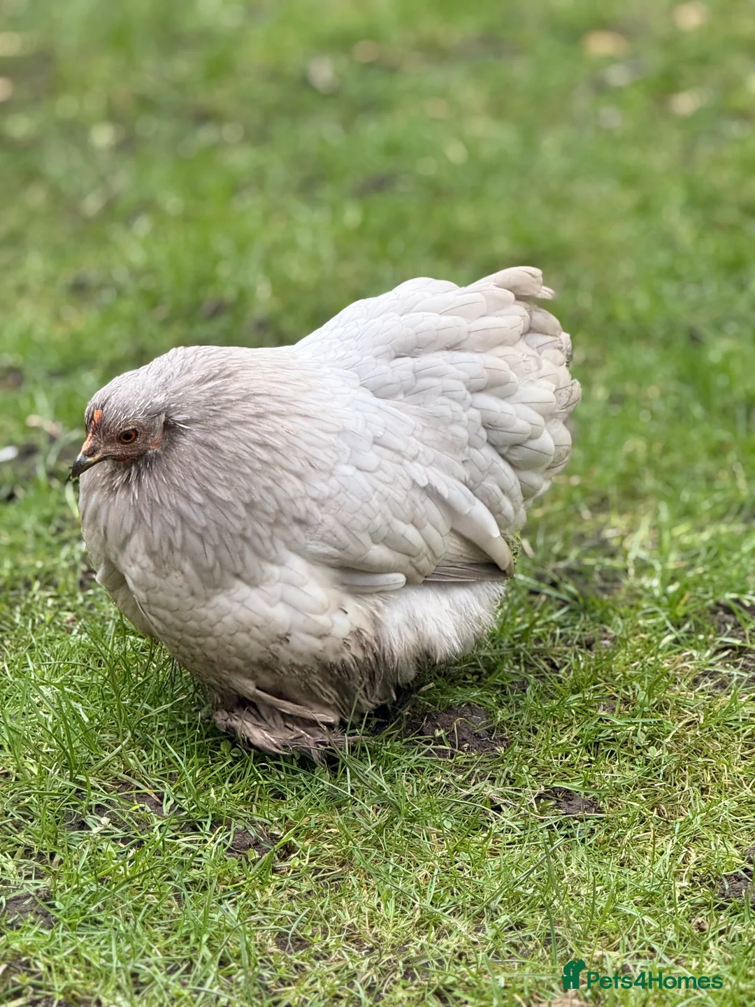 Chickens poultry for sale: Pekin bantam lavender  - Advert 4