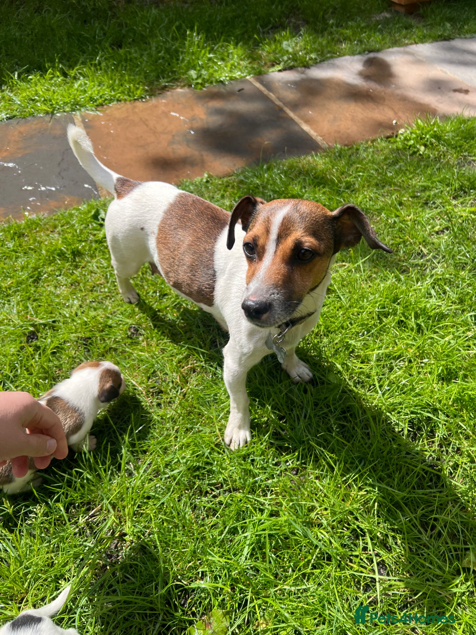 Jack Russell dogs Pure Bread Jack Russell Terrier  - Advert 2