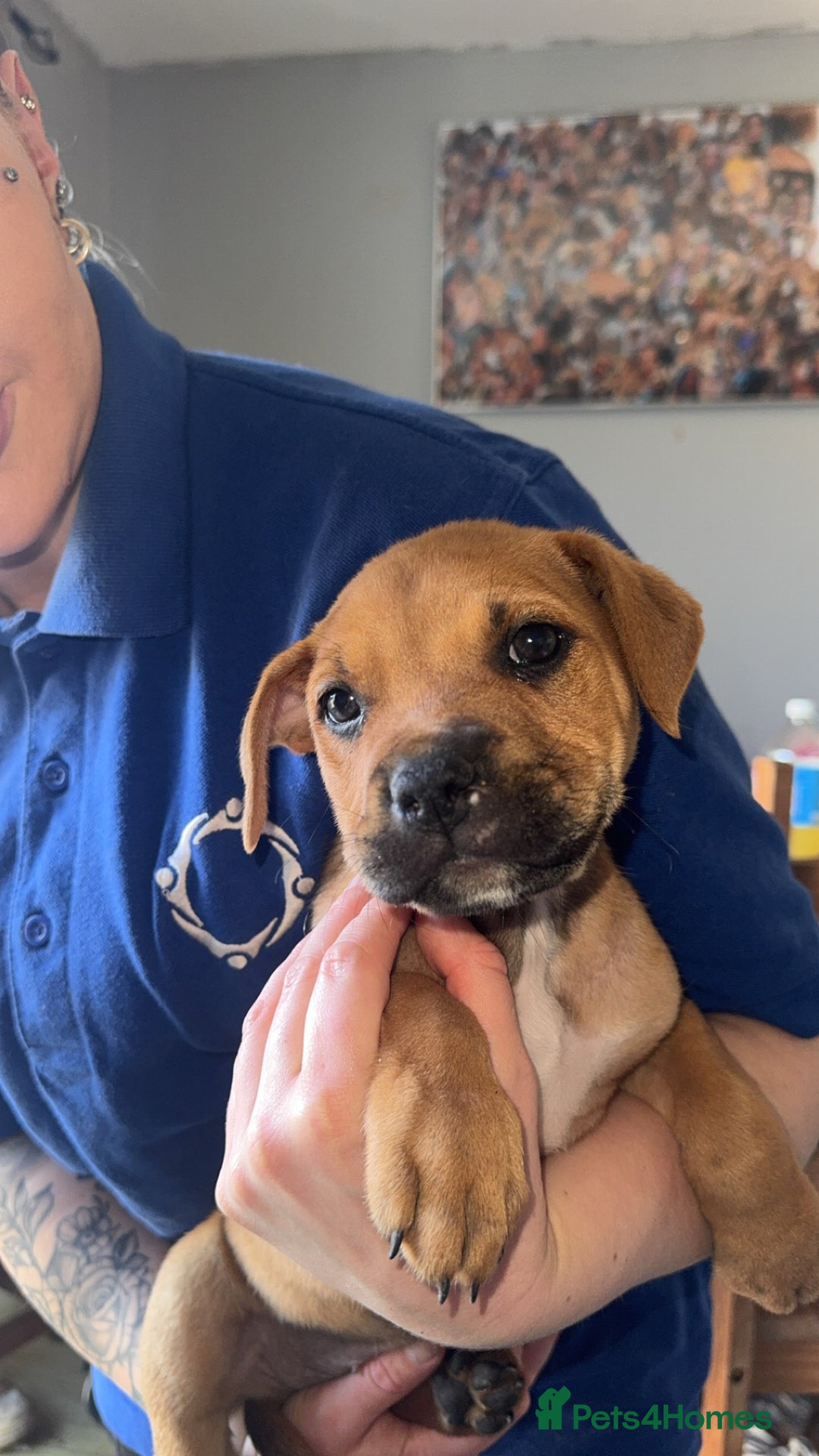 Mixed Breed dogs for sale: 1 girl left 8 weeks  in Billingham - Image 5