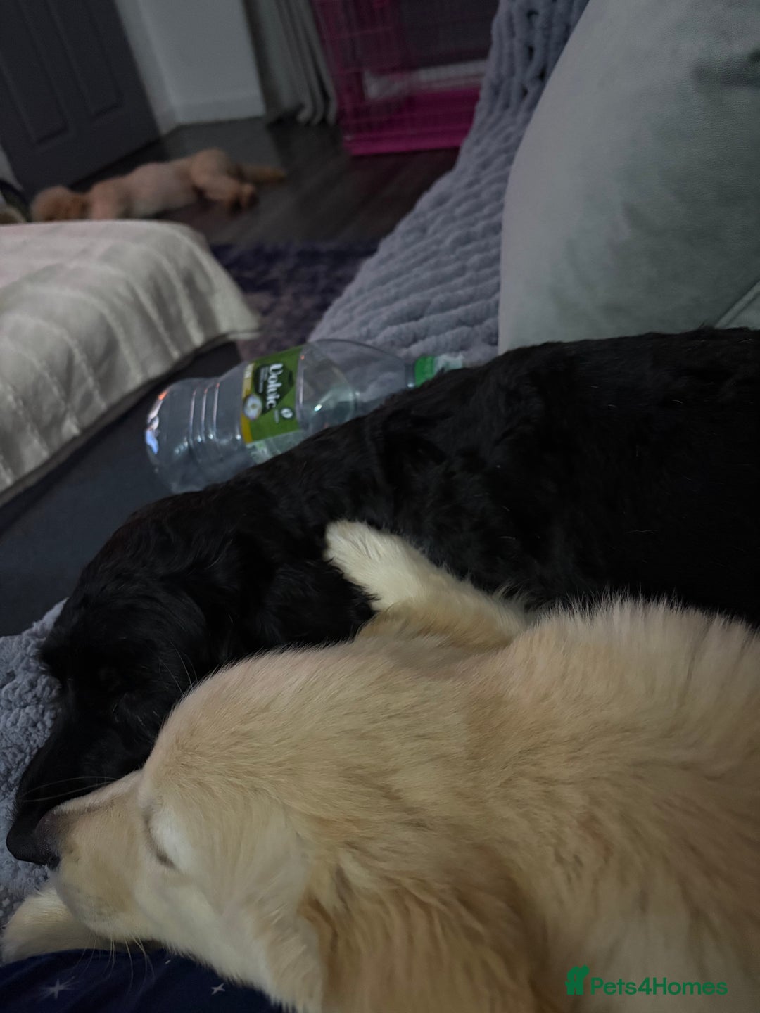 Golden Retriever dogs for sale: Golden Retriever Puppy - Image 5