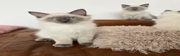 Ragdoll cats for sale: Ragdoll Kittens - Advert 7