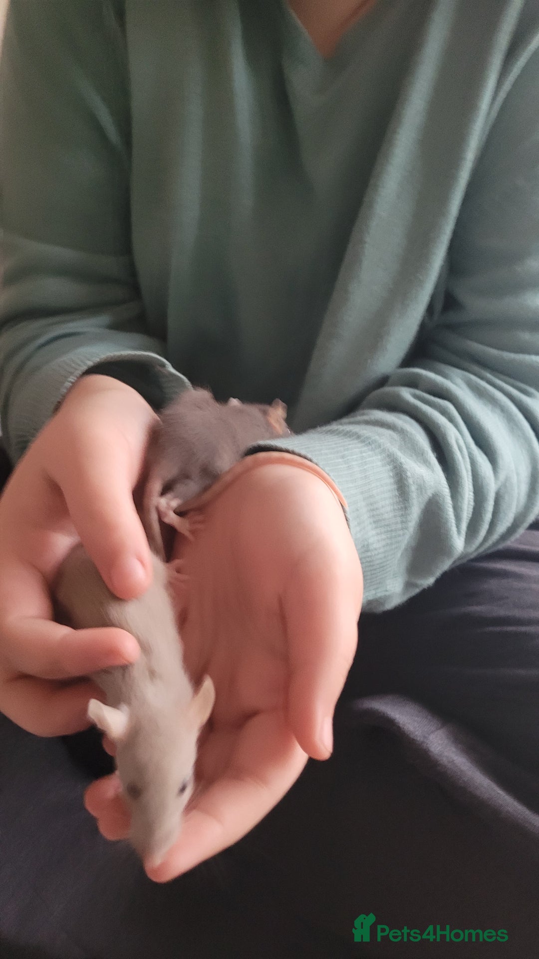 Rat rodents for sale: Male and female rats ❤️💙 - Image 10