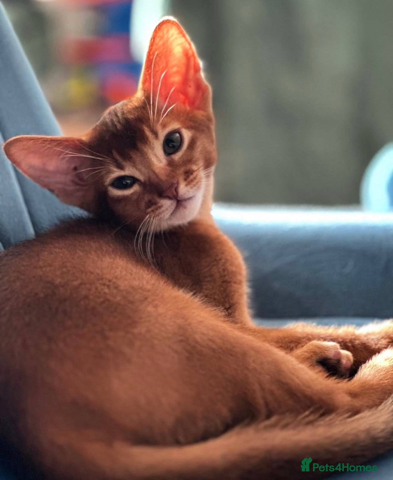 Abyssinian cats Only 1 Girl available 🎀 - Advert 1