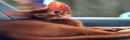 Abyssinian cats for sale: Last Girl 🎀 Ready to Go! - Advert 14