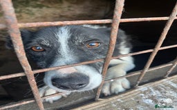 Border Collie dogs for sale: 7 collie puppies available end of October  - Image 12