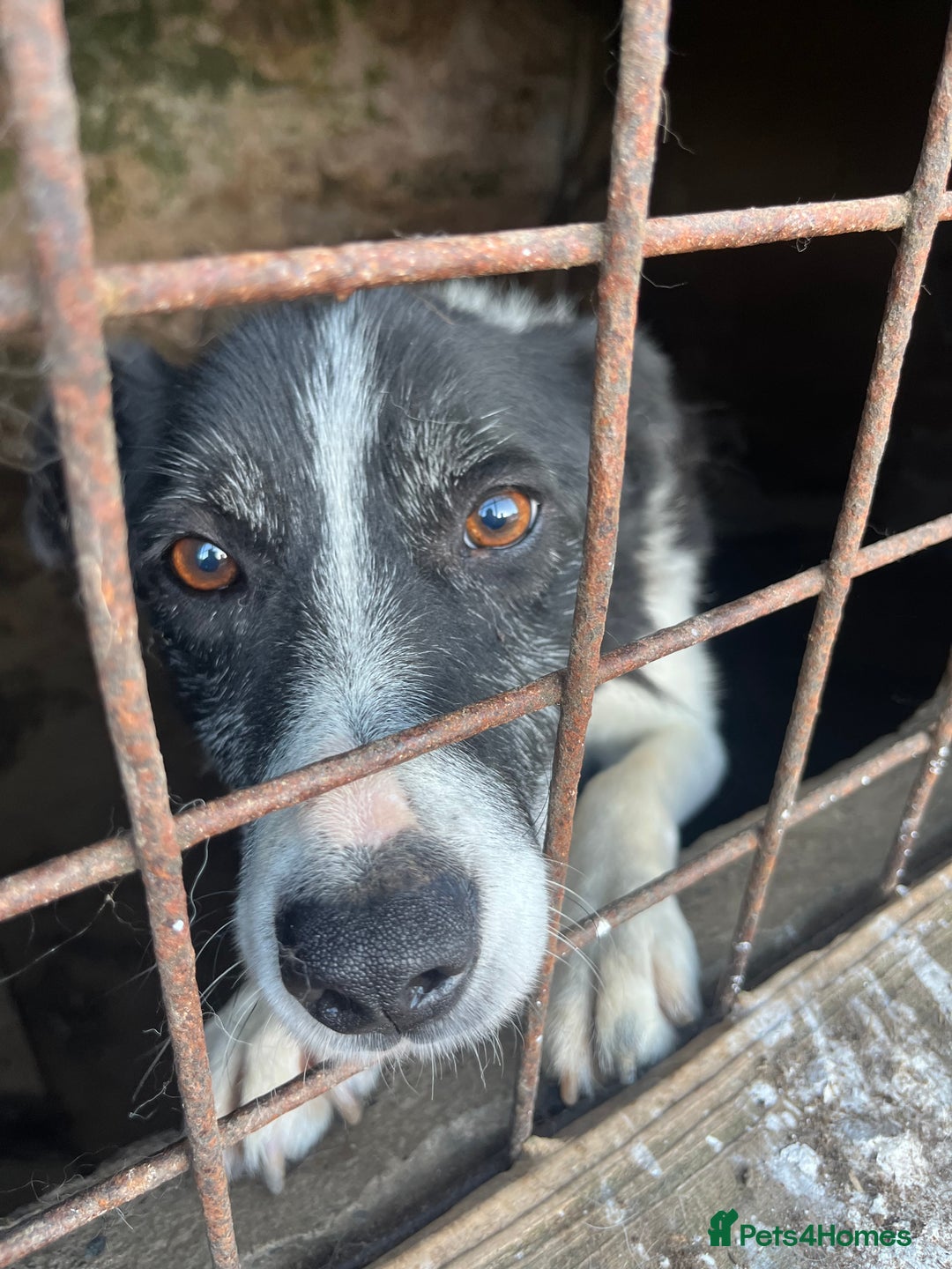 Border Collie dogs for sale: 7 collie puppies available end of October  - Image 12