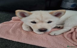 Mixed Breed dogs for sale: Chowski pups - Image 25