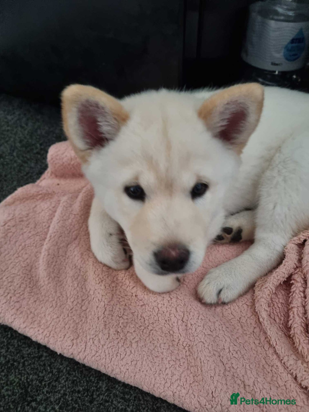 Mixed Breed dogs for sale: Chowski pups - Image 25