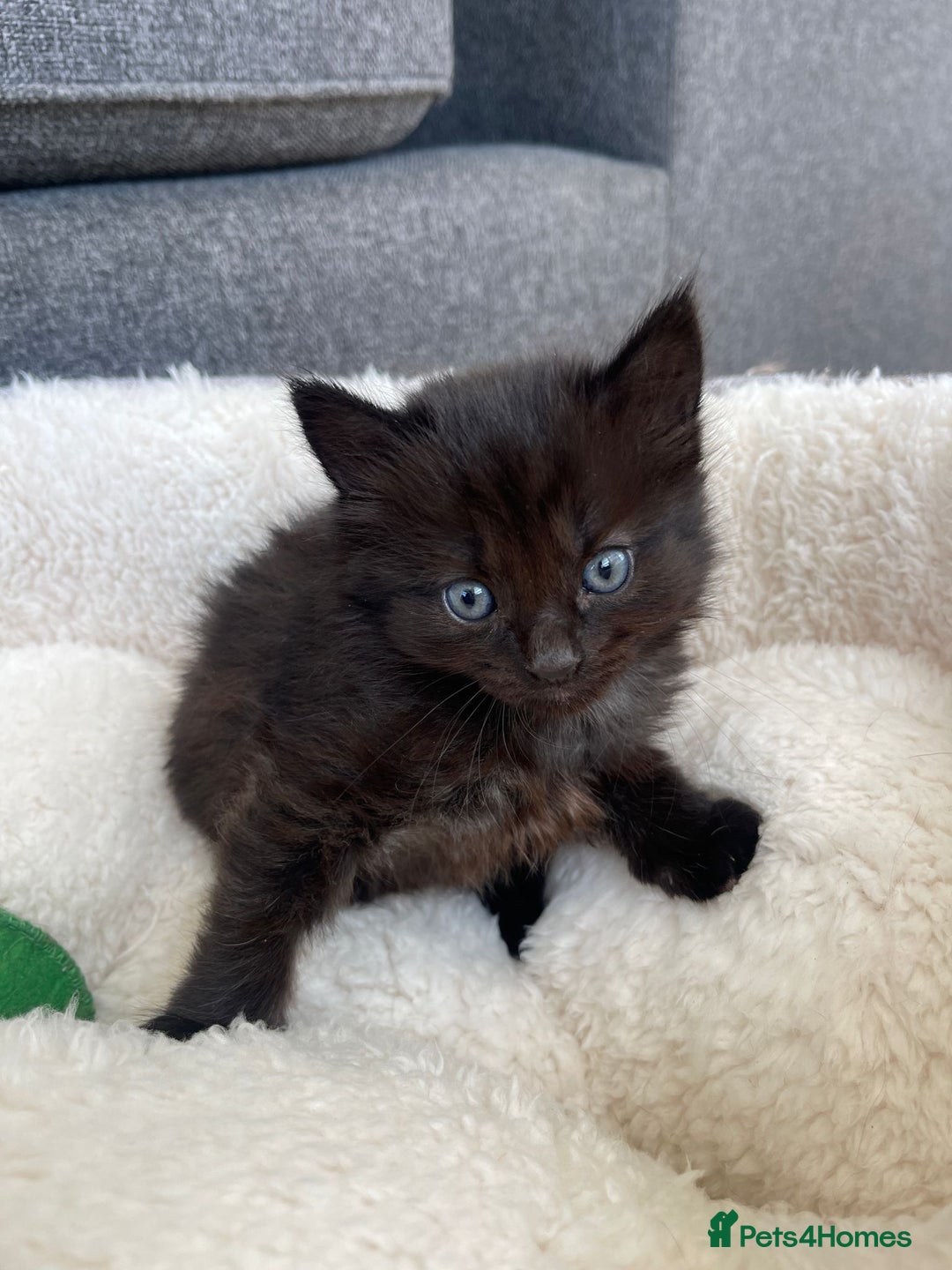 Norwegian Forest Cat cats for sale: Norwegian Forest Kittens - Image 3