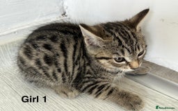 Bengal cats for sale: Gorgeous bengal kittens. READY NOW!!!! - Image 10