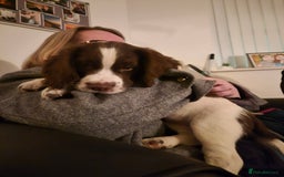Sprocker dogs for sale: Sprockers willing to sell seperatly - Image 1