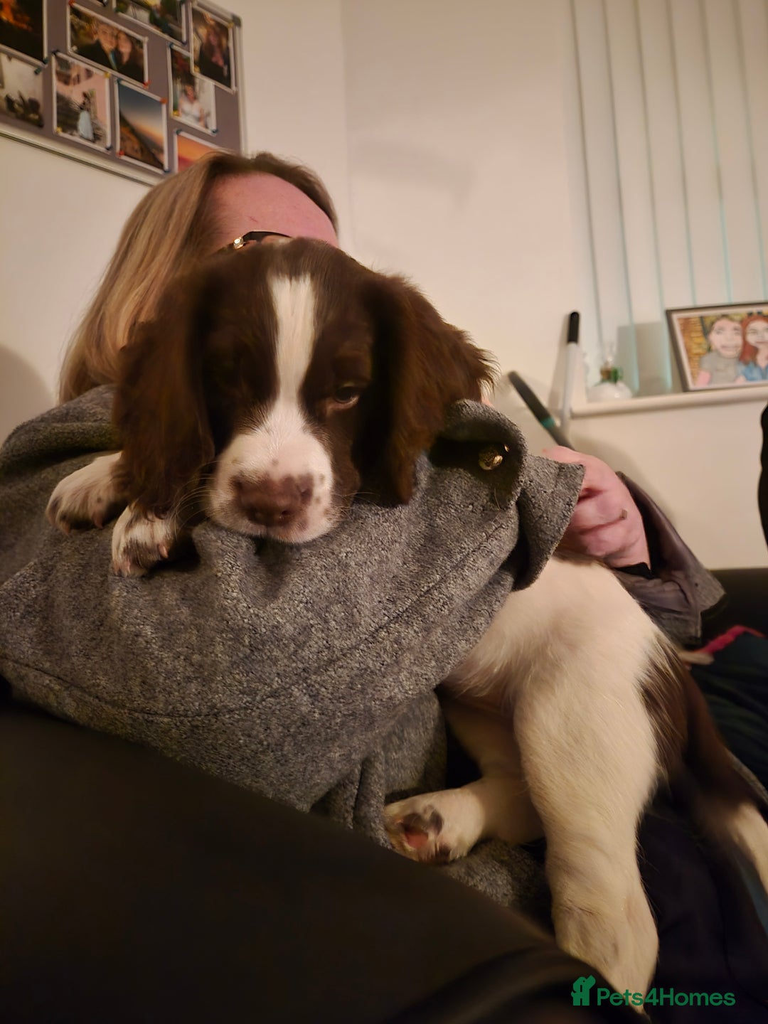 Sprocker dogs for sale: Sprockers willing to sell seperatly - Image 1