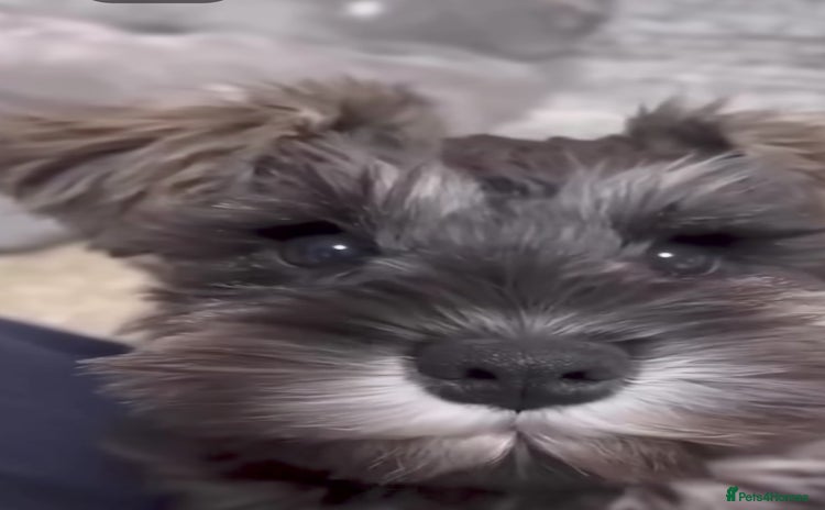 Miniature Schnauzer dogs - Advert 3