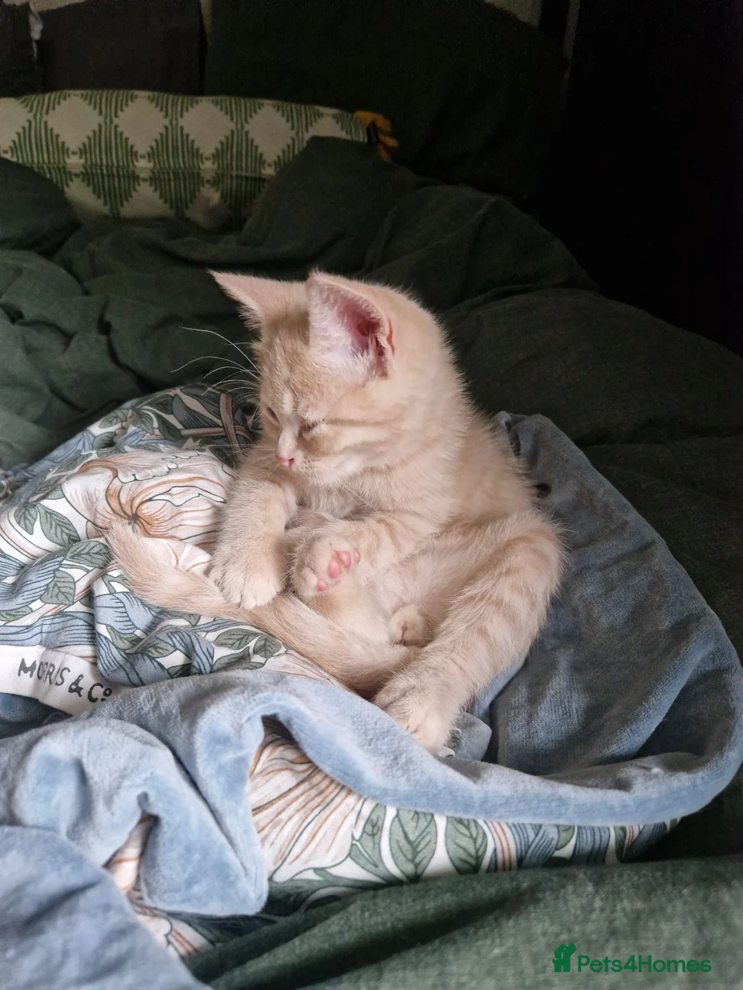 British Shorthair cats for sale: Tofu - blonde british short hair kitten - Advert 2