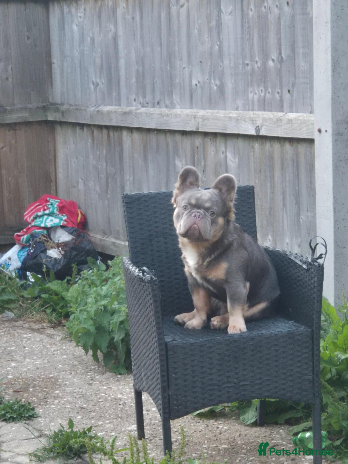 French Bulldog dogs French fluffy - Advert 1