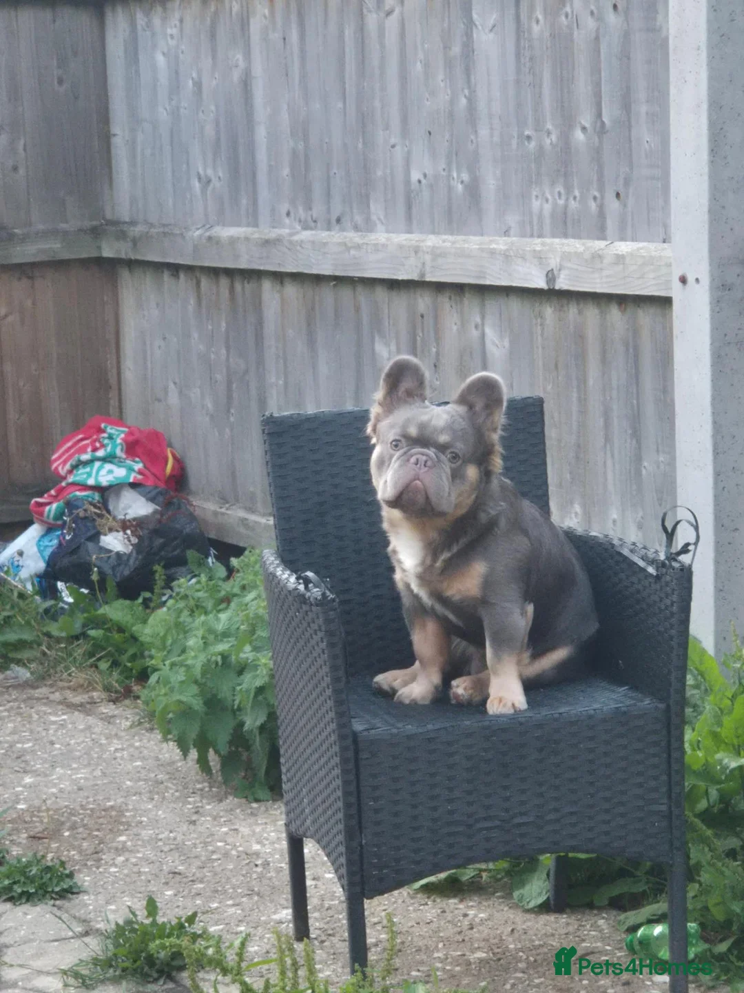 French Bulldog dogs for stud: French fluffy - Advert 1