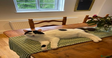 Domestic Shorthair cats Black & white kittens ready 15th December  - Advert 3