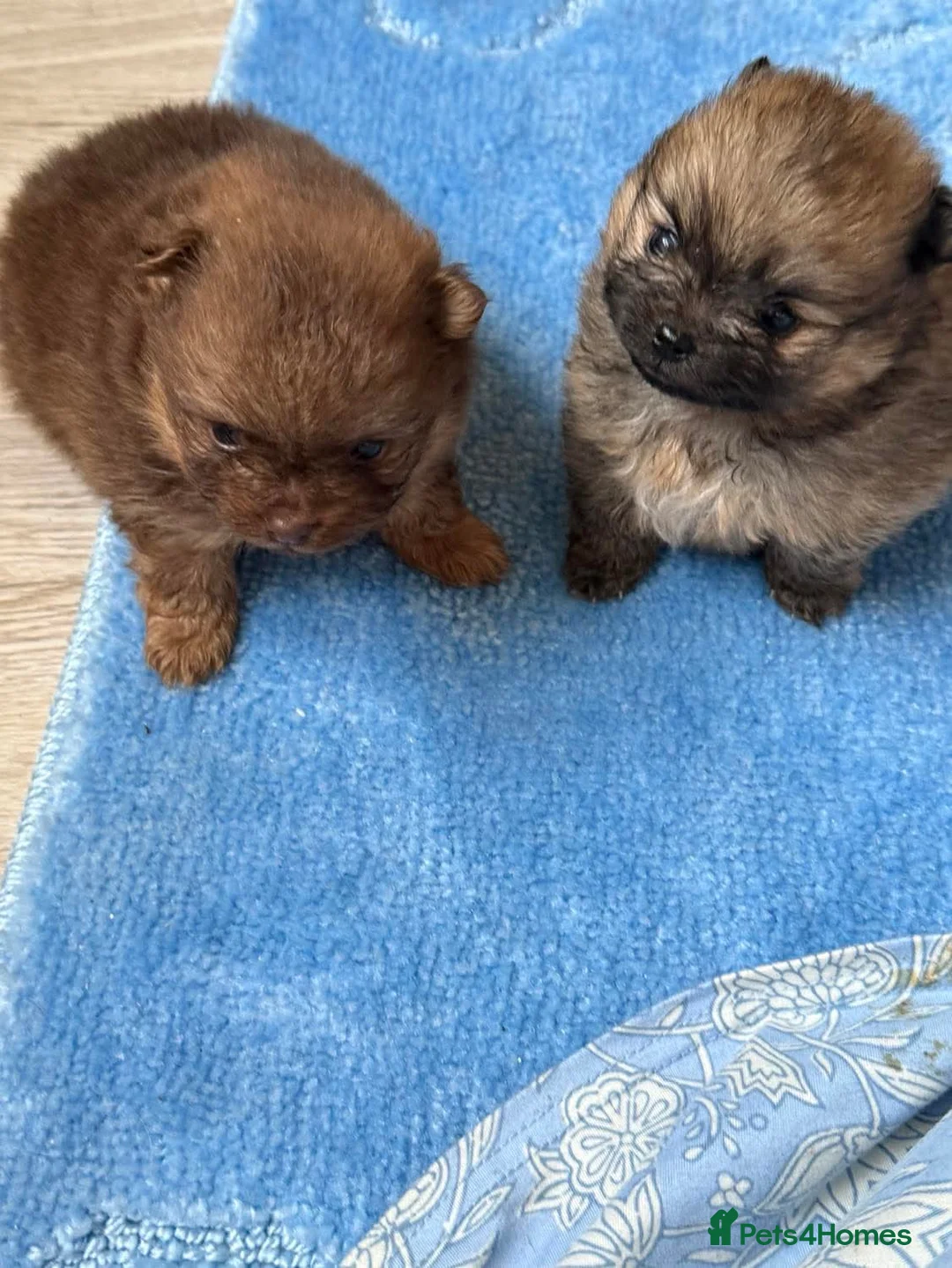 Pomeranian dogs for sale: 2 amazing boy Pomeranian puppies  - Advert 8