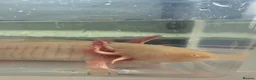 Angelfish fish for sale: Axolotyl in Leeds - Advert 1