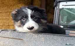 Bearded Collie dogs for sale: 💥3/4 beautiful BEARDIE BOY! 💥 - Advert 15