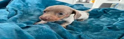 Miniature Dachshund dogs for sale: Lilac piebald miniature dachshund puppies  - Advert 17