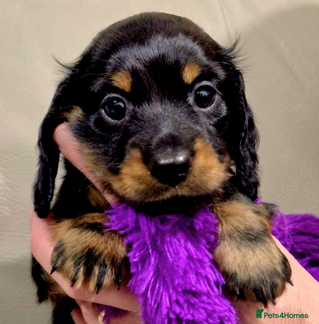 Miniature Dachshund dogs 🐾💙KC Long Haired Little Boy 💙🐾  - Advert 2