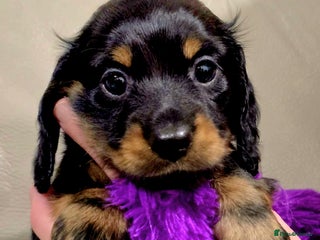 Miniature Dachshund dogs 🐾💙KC Long Haired Little Boy 💙🐾 - Advert 2