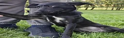 Mixed Breed dogs for adoption: Pixel, adorable girl looking for a new home - Advert 7