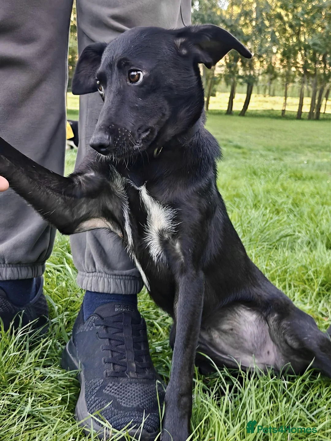 Mixed Breed dogs for adoption: Pixel, adorable girl looking for a new home - Advert 7