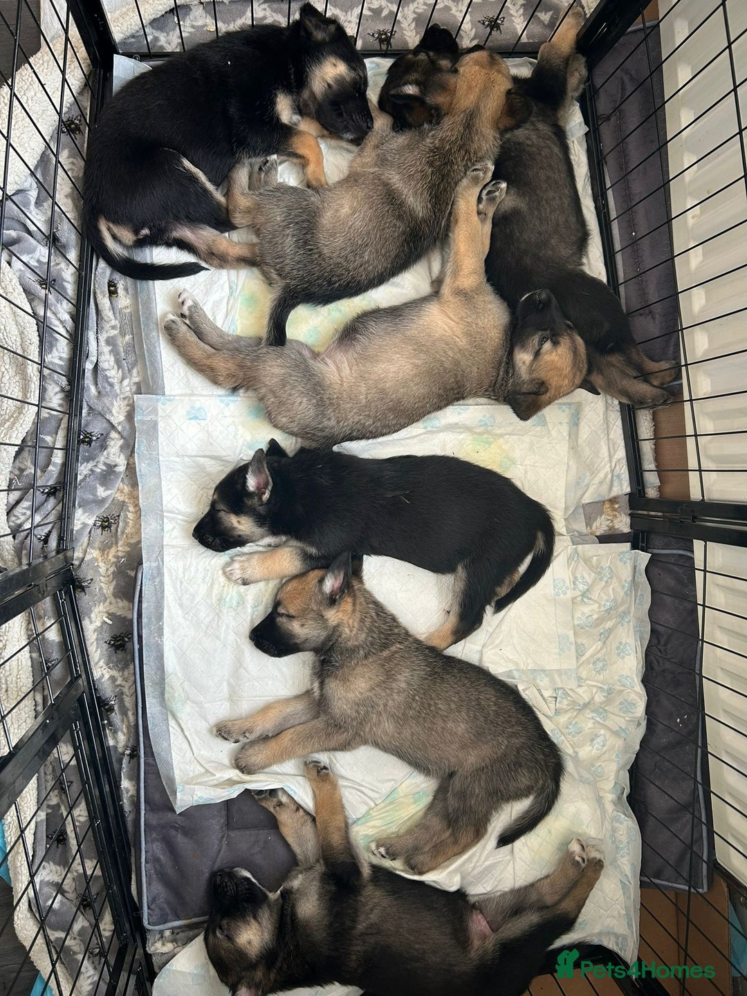 Shepsky dogs for sale: Shepsky - Image 30