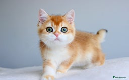 British Shorthair cats for sale: Champion Bloodline Golden Babies  - Image 1