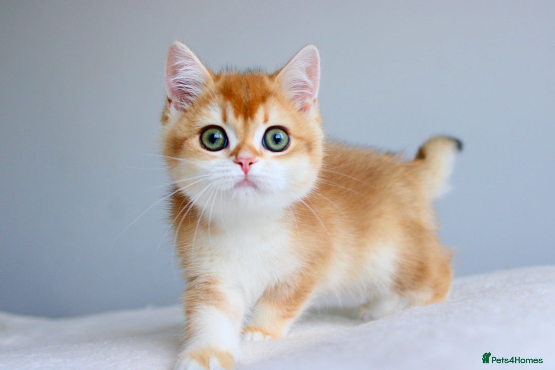 British Shorthair cats for sale: Champion Bloodline Golden Babies  - Image 1